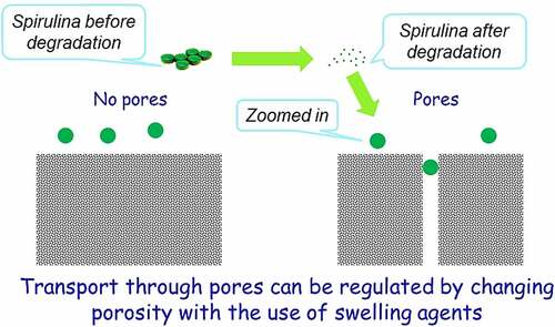 Figure 10. Ordered diffusion of Spirulina constituents via permeable pores in polymers.
