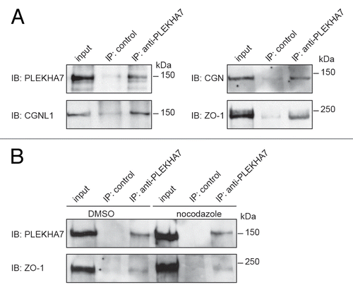 Figure 7. PLEKHA7 forms a complex with TJ proteins. (A) Immunoblot analysis of PLEKHA7 immunoprecipitates from lysates of confluent human intestinal colon carcinoma cells (Caco2) with antibodies against PLEKHA7, ZO-1, cingulin and paracingulin. (B) Immunoblot analysis of PLEKHA7 immunoprecipitates, with antibodies against either PLEKHA7 or ZO-1, from lysates of Caco2 cells treated with either DMSO or nocodazole for 1 h prior to lysis. Numbers on the right indicate migration of molecular size markers (kDa).