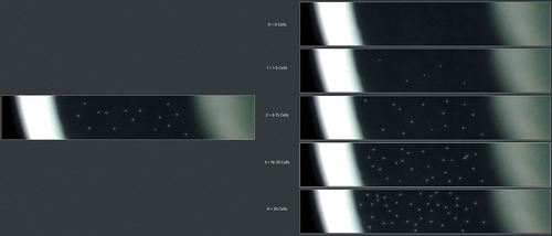 Figure 2. Screenshot from the second phase analysis: On the left side is a single image to be graded, and the right side shows the TGIS provided to the grader. The grader is instructed to click on one of the five images on the right side of the screen that best represents the number of cells on the left image. Once an image from the right side is chosen, the image is replaced.