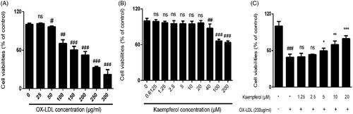 Figure 6. Cell viability after the treatment of various of concentrations of ox-LDL and kaempferol. The effect of ox-LDL (A) kaempferol (B) and combination ox-LDL with kaempferol (C) on cell viability in HASCs cells. All results were analysed with one-way ANOVA and unpaired t-test and showed as the mean ± SD. ##p < 0.01 and ###p < 0.01 vs. the control group; *p < 0.05, **p < 0.01 and ***p < 0.001 vs. the ox-LDL group; ns: not significant (p > 0.05 vs. the control group) (n = 5).