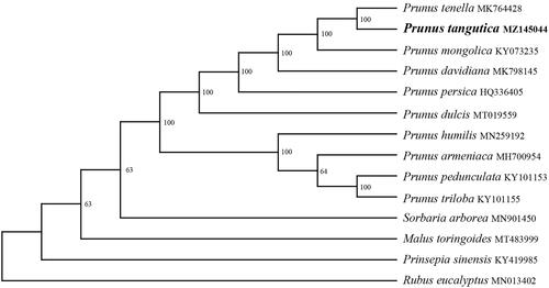 Figure 1. Maximum likelihood(ML) analysis of Prunus tangutica and other related species based on the chloroplast genome sequence.