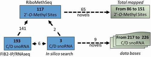 Figure 5. Illustration shows the number of 2ʹ-O-methylated sites mapped by RiboMethSeq (117) and C/D snoRNA detected in the FIB2 immunoprecipitated fraction (193) and/or identified by bioinformatics search (9). From these analyses we account 65 first time mapped 2ʹ-O-methylated sites and 9 novel C/D snoRNAs, increasing the number of 2ʹ-O-methylated mapped sites and C/D snoRNA identified and listed in Arabidopsis databases to 151 and 226 respectively