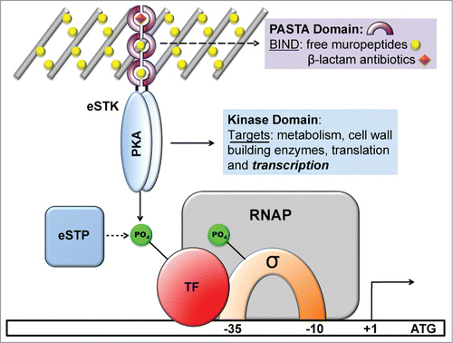 Figure 1. Schematic diagram showing the functional roles of eukaryotic serine-threonine kinases (eSTKs) and phosphatases (eSTPs). eSTKs contain an N-terminal cyclic AMP (cAMP)-dependent Protein Kinase domain (PKA; colored blue) and usually a C-terminal sensory domain. In non-mycobacterial Gram-positive bacteria the sensory domain is often a PASTA domain (purple half-rings). PASTA domains have been shown to bind free muropeptides (yellow balls) and cell wall-targeting antibiotics (e.g. β-lactams, orange diamonds). Once activated, eSTKs will dimerize and their intracellular kinase domains phosphorylate pleiotropic targets to produce specific cellular responses. eSTPs can, in turn, remove the phosphate(s) from an eSTK or substrates. Targets include metabolic enzymes, cell wall building and cell division regulatory enzymes such as DivIVA or FtsZ, translational machinery, and transcription factors (TFs) including sigma factors (σ) and possibly RNA polymerase (RNAP) holoenzyme subunits.