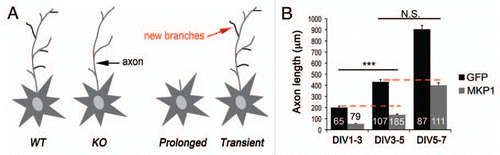 Figure 2 Titration of MKP-1 levels determines the physiological outcome. (A) Scheme summarizing the effects of MKP-1 on morphological plasticity. Loss of mkp-1 prevents activity-dependent and BDNF-induced morphological plasticity of the axon compared to wildtype controls. However, neuronal morphology is indistinguishable between the two genotypes under baseline conditions. Transient induction of MKP-1 mirrors the effects of BDNF and neuronal activity on axon branching, whereas prolonged expression prevents axon growth. (B) Ectopic expression of MKP-1 disrupts axonal growth at any stage of development. Length of the longest neurite per cell (mean ± SEM). Numbers in bars indicate the number of cells analyzed. ***p < 0.01, t test, n= 3 independent experiments. n.s., not significant.