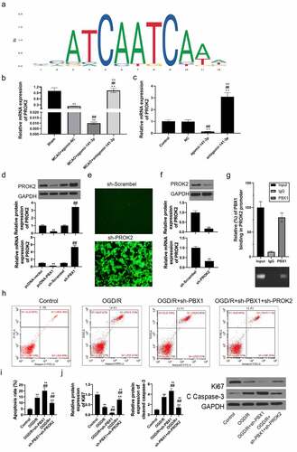 Figure 7. PBX1 downregulated PROK2 expression transcriptionally in NSCs and affected OGD/reoxygenation-induced cell apoptosis.