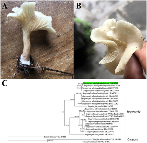 Figure 1. Morphology and phylogenetic identification of S. alboinfundibuliformis. (A, B) Side and top view of the S. alboinfundibuliformis fruiting body. The photograph was taken by Yongjie Zhang from Mountain Taishan in Taiyuan (37°44′57″N, 112°26′26″E), Shanxi Province, China. (C) ML and BI phylogenetic tree of Singerocybe species based on the concatenated dataset of four nuclear DNA fragments, namely nrDNA ITS, nrDNA LSU, RPB2, and TEF1, with Clitocybe subditopoda, Clitocybe candicans, and Lepista irina as outgroups. Bootstrap values (BP) ≥50% from ML analysis and Bayesian posterior probabilities (PP) ≥0.80 from BI analysis are shown at internal nodes. The specimen from this study is highlighted. Among the seven known species in Singerocybe, the type species of the genus, Singerocybe viscida, has no available DNA sequence and therefore is not included in the phylogenetic analysis.