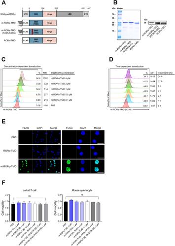 Figure 1 Generation of nt-RORα-TMD and verification of its intranuclear delivery kinetics. (A) Structure of nt-RORα-TMD, nt-RORα-TMD (R42A/R43G) with mutated arginine 42 and 43, and RORα-TMD without Hph-1-PTD. (B) The identity of nt-RORα-TMD, nt-RORα-TMD (R42A/R43G), and RORα-TMD were confirmed by SDS-PAGE and Western blot after protein purification. (C and D) Jurkat T cells were treated with different concentrations of nt-RORα-TMD for 1 h (C) or with 1 μM of nt-RORα-TMD for the different periods (D), and the amount of the delivered protein inside the cells was analyzed by flow cytometry using anti-FLAG antibody. (E) The intracellular localization of nt-RORα-TMD was confirmed by confocal microscope using DAPI and anti-FLAG antibody. Scale bar = 10 μm (F) Jurkat T cells and mouse splenocytes were treated with nt-RORα-TMD or nt-RORα-TMD (R42A/R43G), and the cellular cytotoxicity was examined by CCK-8 analysis. The graphs are represented as mean ± SEM (n=3).