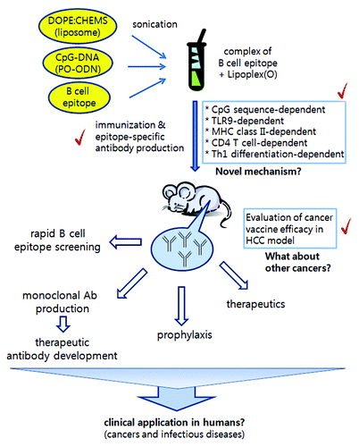 Figure 1. Composition of novel peptide vaccines, some key mechanisms, evaluation in mice, and their possible application. Our peptide vaccine is a complex consisting of B cell epitope peptide, natural phosphodiester CpG-DNA, and DOPE:CHEMS liposome mixture. Immunization with the peptide vaccine in mice induces production of epitope-specific antibodies. Based on our experimental results, this process involves CpG-DNA, TLR9, MHC-II, CD4 T cells, and Th1 differentiation. Further investigation of the functional mechanism will give us a better understanding of the powerful efficacy of our novel peptide vaccine. We confirmed prophylactic and therapeutic effects with peptide vaccine targeting a cancer-specific antigen in the mouse hepatocellular cancer (HCC) model. We believe that this strategy can be widely used in rapid epitope screening, therapeutic antibody development, cancer vaccines, and defense against infectious diseases.
