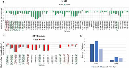 Figure 5. PRKCE UTR variants influence on the mRNA secondary structure. Minimum free energy (MFE) scores for both wildtype sequence and variant sequence for (A) 5'UTR variation and (B) 3'UTR variations are plotted. Lower the MFE score, higher the structure stability. (C) Number of PRKCE UTR variants affecting the mRNA stability. Major number of 5'UTR as well as 3'UTR variants decreased the mRNA structural stability. Variants that increased the mRNA stability are depicted with dotted-red square, whereas variants that decreased stability are highlighted with dotted-green square.