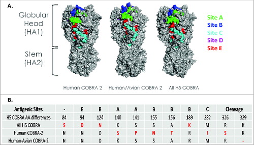 Figure 2. Schematic of 3 dimensional structure of trimerized H5N1 COBRA HA proteins. (A) Predicted structural model of the H5N1 COBRA HA sequences. HA sequences were downloaded encoded NCBI GenBank and GISAID to develop the COBRA HA sequences. Each COBRA HA structure presented was generated using the 3D-JIGSAW algorithm based onCitation33 and renderings were performed using MacPyMol. (B) Amino acid positions in major HA antigenic sites that differ between the 3 COBRA H5N1 HA sequences.