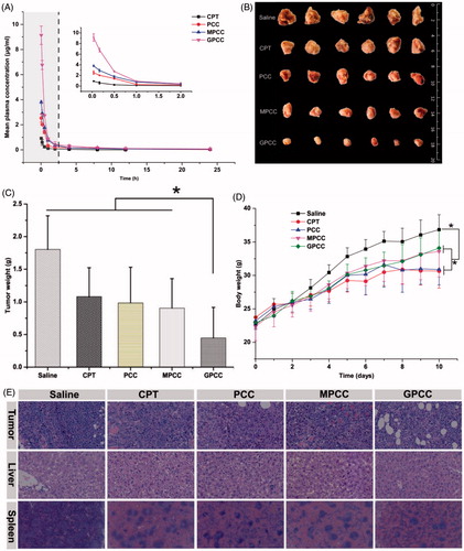 Figure 6. (A) Mean plasma drug concentration–time profiles of CPT in rats after intravenous injection of conjugates at the CPT dose of 1.5 mg/kg; in vivo antitumor efficacy of different conjugates in H22 tumor-bearing mice after intravenous administration of CPT at 1 mg/kg. (B) Body weight change during treatment, (C) image, and (D) weight of tumors obtained from mice at the end of experiment, and (E) H&E staining of tumor, liver, and spleen tissues. The data are means ± SD (n = 6), Data are shown as mean ± SD (n = 6). *p < .05.