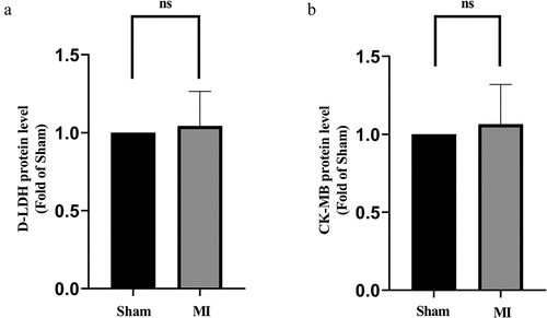 Figure 2. D-LDH and CK-MB levels in the acute MI group. (a) Comparison of D-LDH between the two groups; (b) Comparison of CK-MB between the two groups. No differences of D-LDH and CK-MB levels between the groups.