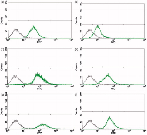 Figure 5. Flow cytometry histograms of MCF-7 cells treated for 2 h with K3W4K3 (left) and K3W4K3-E8 (right) at various concentrations of 10 (a and d), 25 (b and e) and 50 (c and f) µM, respectively. First peak corresponds to untreated control cells.