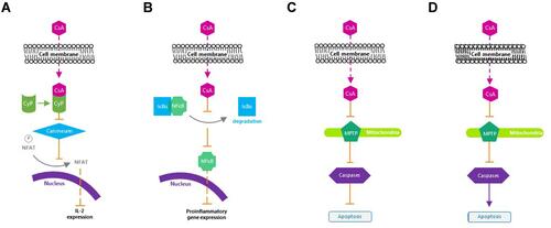 Figure 2 Mechanism of action of cyclosporine A. (A) Inactivates T cells. (B) Inhibits the release of inflammatory cytokines. (C) Prevents apoptosis of conjunctival epithelial cells. (D) Induces apoptosis of activated T cells.