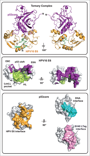 Figure 1. (Top) Ribbon representation of the HPV16 E6/e6ap/p53core ternary complex. Gold: HPV16 E6; green: e6ap; purple: p53core. (Middle) Surface representation of HPV16 E6 colored for residues at the interface with e6ap (green), p53 (purple) and e6ap and p53 (gray). E6N and E6C: N- and C-terminal zinc-binding domains; HL: helix linker. (Bottom) Surface representation of p53core colored for residues at the interface with HPV E6 (gold), DNA (cyan) and SV40 LTag (pink).