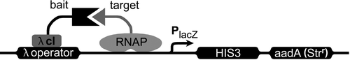 Figure 1. Cartoon of the E. coli two-hybrid system. The DNA of the reporter gene construct is represented through the black line. λ cI is the repressor protein of the bacteriophage λ, and RNAP the N-terminal domain of the α -subunit of the bacterial RNA-polymerase. The promoter (PlacZ) is a modified form of the lac promoter, which is not inducible by IPTG. “bait” is the protein of interest (in this case the C-terminus of Panx1), while the potential interacting partner is called “target.” The expression of the two reporter genes HIS3 and aadA is induced through the depicted interaction of the two hybrid structures (adapted from Stratagene).