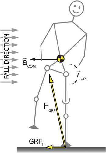 Figure 1. During single support, a residual velocity to the right will result in a fall if uncorrected for. An internal hip abduction moment (Thip) will accelerate the head, arms, trunk (HAT), and swing leg. The whole body consequentially accelerates in the opposite direction provided for by GRFh, given no slip occurs between the foot and the floor. If inertia is overcome these elements will rotate, thereby decreasing hip abduction angle. This is often inaccurately referred to as counter-rotation.