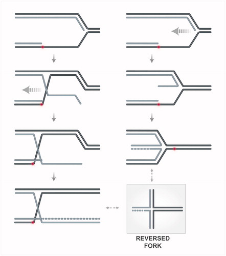 Figure 3. Schematic representation of hypothetical transitions leading to fork reversal. On the right side, remodeling of the nascent strands and the fork junction, potentially mediated by translocases or helicases, is depicted. On the left side, invasion of the RAD51-coated ssDNA exposed at the fork junction into the homologous duplex, leads to annealing of the parental strands (in black) and exposure of the nascent strand (in grey). The exposed ssDNA of the newly synthesized strand can be used as template for DNA synthesis. A color version of this figure is available online (see color version of this figure at www.tandfonline.com/ibmg).