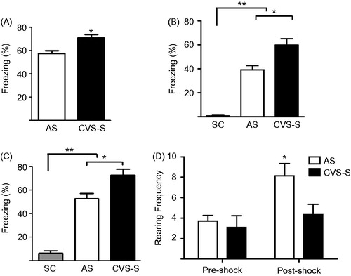 Figure 2. CVS-S potentiated acquisition of fear, contextual fear recall and post reminder shock responses. (A) Freezing behavior on D7 of AS and CVS-S rats following initial conditioning shocks. (B) Contextual conditioned fear on D14 in AS and CVS-S rats on context exposure following 7 d recovery period in comparison with the SC group. (C) Freezing behavior on D14 following single reminder shock in AS, CVS-S and SC rats. CVS-S rats showed significantly greater freezing as compared to AS-exposed rats, while both groups froze more than the SC group. (D) Rearing frequency on D14 of AS and CVS-S rats prior to (pre) and following (post) the reminder shock. AS-exposed rats showed significantly increased rearing post reminder shock. Data are shown as mean + SEM; n = 12–14 rats per group. *p < 0.05 significance between AS and CVS-S groups; **p <  0.05 significance between AS, CVS-S versus SC (A: unpaired t-test, B, C: one-way ANOVA and Tukey's post-hoc, D: two-way ANOVA and Bonferroni's post-hoc). CVS-S = chronic variable stress-shock, AS = acute shock, SC = shock control.