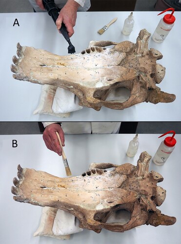 FIGURE 2. LACM 150150 being A, cleaned and B, conserved before the jacketing process begins.