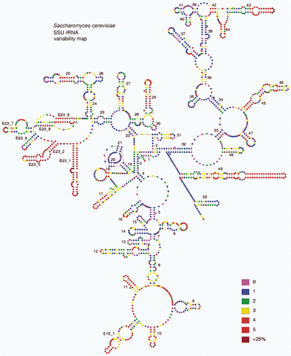 Fig. 2. Variability map of the 18S rRNA from http://bioinformatics.psb.ugent.be/webtools/rRNA/varmaps/Scer_ssu.html