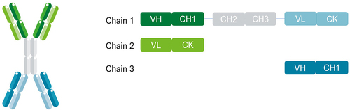 Figure 1. RUBY format structure. RUBY bsAbs comprise of an IgG (dark green, light green and gray) coupled to two fabs (dark and light turquoise). Three separate chains make up a construct, (1) a long chain that consists of the IgG heavy chain (dark green and gray) and the light chain of the additional fab fragment (light turquoise), (2) a light chain (light green) that binds to the VH and CH1 domains of the IgG part, and (3) a short heavy chain (dark turquoise) that binds to the light chain appended to the IgG.