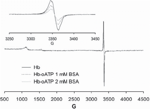 Figure 5. EPR spectra of 200 μM oATP-Hb and oATP-Hb-BSA copolymers treated with 500 μM H2O2 in PBS 7.4 and frozen at 20 s after mixing. Insert shows free radicals region of the samples (3300-3400 G, with intensities differing from sample to sample); the 1000-1500 G region shows small signals due to ferric iron, with similar intensities in all samples.