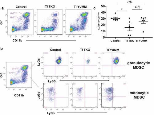 Figure 5. Transimmunization significantly decreases the intra-peritoneal levels of granulocytic myeloid-derived suppressor cells. Ascites or peritoneal lavage were collected at the end of the study and analyzed by flow cytometry for CD11b, Gr1, Ly6C, and Ly6 G. a. Representative dot plot images showing distinct cell populations (CD11b+/Gr1high and CD11b+/Gr1low). b. Representative dot plot images showing subanalysis of CD11b+/Gr1high and CD11b+/Gr1low populations for Ly6C and Ly6 G; c. Graphical representation of percentage of CD11b+/Gr1high cells in each group. Data are presented as mean ± SEM; * p = .0388; ns, p > .05 by Ordinary One-way ANOVA with Tukey post hoc analysis.