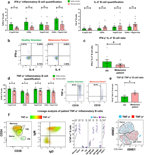 Figure 2. IFN-γ+ and TNF-α+ B cells are significantly downregulated in melanoma compared to healthy volunteer blood, and patient TNF-α+ B cells show preference for CD27+ memory B cell phenotypes.