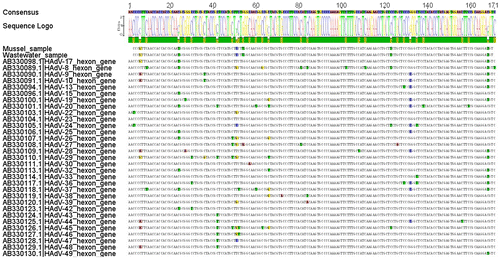 Figure 1: An illustration of the nucleotide multiple sequence alignment for the wastewater and mussel samples as well as the well-known adenovirus species D, with all the single-nucleotide polymorphisms highlighted according to a specific nucleotide modification.