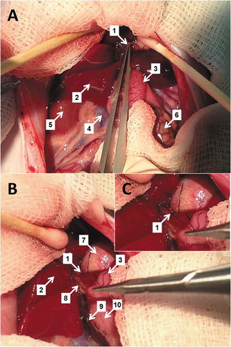 Figure 7. Preparation of arteria hepatoesophagica (A) and its ligation (B) in a detail (C). 1 – a. hepatoesophagica, 2 – liver, 3 – duodenum, 4 – v. cava caudalis, 5 – right kidney, 6 – cecum, 7 – stomach, 8 – ductus choledochus, 9 – v. portae, 10 – pancreas.