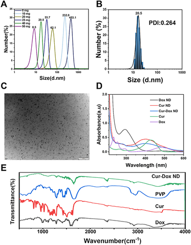Figure 1 Preparation and characterization of Cur-Dox ND. (A) The size-controllable preparation of Cur-Dox ND by adjusting the ration of PVP. The size distribution (B) and TEM image (C) of selected Cur-Dox ND. Scale bar is 200 nm. (D) The UV-vis spectrum (D) and FTIR spectrum (E) of different raw materials or NDs.