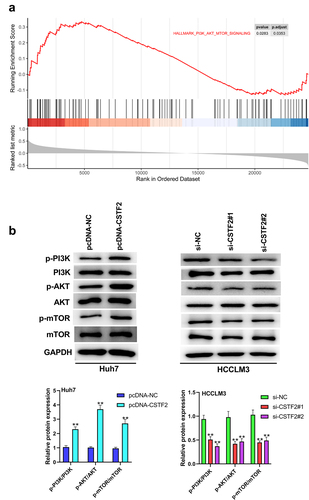 Figure 5. PI3K/AKT/mTOR pathway participated in the regulation of CSTF2 in LIHC.