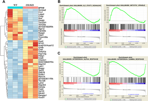 Figure 3 RNA-sequencing analysis of transcriptional signatures in Ulk1KO mice liver. (A) Heatmap of differentially expressed genes in Ulk1KO mice liver compared with WT mice. Gene set enrichment analysis identified positively related pathways (B) and negatively related pathways (C) in Ulk1KO mice versus WT mice.