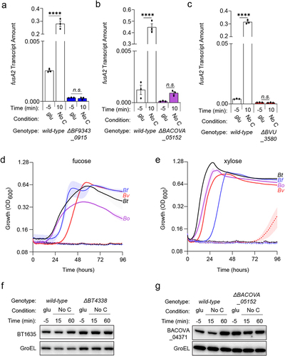 Figure 5. BT4338-orthologs govern a conserved regulon among prominent Bacteroides species. (a) the transcript level of B. fragilis fusA2 (BF9343_3536) was measured in wild-type (ATCC 25285; black) or a BF9343_0915-deficient (GT2520; blue) B. fragilis strain grown in glucose (glu; −5) and 10-minutes after exposure to carbon limitation (No C) (n = 3 biological samples; error bars represent SEM, P values were calculated using two-way ANOVA; n.s. indicates P values ≥0.05; ****P < 0.0001). (b) the transcript level of B. ovatus fusA2 (BACOVA_03178) was measured in wild-type (ATCC 8483; black) or BACOVA_05152-deficient (GT2413; purple) strains grown in glucose (glu; −5) or 10-minutes after exposure to carbon limitation (No C) (n = 3 biological samples; error bars represent SEM, P values derived from two-way ANOVA; n.s. indicates P values ≥ 0.05; ****P < 0.0001). (c) the transcript level of B. vulgatus fusA2 (BVU_0017) was measured in wild-type (ATCC 8482; black) or BVU_3580-deficient (GT2399; red) strains grown in glucose (glu; −5) or 10-minutes after exposure to carbon limitation (No C) (n = 3 biological samples; error bars represent SEM, P values derived from two-way ANOVA; n.s. indicates P values ≥ 0.05; ****P < 0.0001). (d – e). Growth of bar-coded wild-type (solid lines) B. thetaiotaomicron (Bt; GT3361; black), B. fragilis (Bf; GT3551; blue), B. vulgatus (Bv; GT3367; red), or B. ovatus (Bo; GT3364; purple) or bar-coded isogenic BT4338-ortholog-deficient strains (dashed lines; GT3522, GT3555, GT3643, GT3553, respectively) in minimal media containing 0.5% (d) fucose or (e) xylose (n = 4 biological samples; error bars represent SEM). (f) Western blot analysis of BT1635 amounts from wild-type (GT4372) or a Bt strain deficient for BT4338 (GT4373) during growth in glucose (glu; −5) or 15-, or 60-minutes following exposure to carbon limitation (No C). (g) Western blot analysis of BACOVA_04371 from wild-type Bo (GT4362) or a strain deficient for BACOVA_05152 (GT4369) during growth in glucose (glu; −5) or 15-, or 60-minutes following exposure to carbon limitation (No C). Blots were probed using anti-HA and anti-GroEL antibodies.