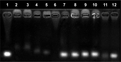 Figure 3 Agarose gel electrophoresis for the analysis of siRNA loading efficiency and integrity.Notes: Lanes 1–5 and 11: naked siRNA, siRNA-loaded F1–F4, and E80/CS nanoparticles; lanes 6–10 and 12: naked siRNA, siRNA-loaded F1–F4, and E80/CS nanoparticles treated with RNase A and displaced by 2% SDS.Abbreviations: CS, chitosan; E80, Lipoid E80; F, formulation; SDS, sodium dodecylsulfate; siRNA, small interfering RNA.