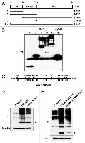 Figure 3. ORCA ubiquitination occurs on multiple lysine residues in the WD domain. (A) Schematic representation of various truncation mutants of ORCA (adapted and modified from ref. Citation29). T7 epitope was constructed at the N terminus. (B) T7 immunoprecipitation of the ORCA mutants followed by T7 immunoblot analysis. Note that only the WD-containing mutants and the full-length protein display the high molecular weight smear. (C) Schematic representation of all the 14 lysine residues within the WD domain that were mutated into arginine residues. Individual point mutations, several combined mutations and the mutants having all the lysines mutated (T7-ORCA.K-R or T7-ORCA.270–647.K-R) were tested for ubiquitination. (D) Immunoblot analysis of cell extracts expressing T7-vector control, T7-ORCA and T7-ORCA.K-R using T7 antibody. (E) Immunoblot analysis of cell extracts expressing T7-vector control, T7-ORCA.270–647 and T7-ORCA.270–647.K-R using T7 antibody.
