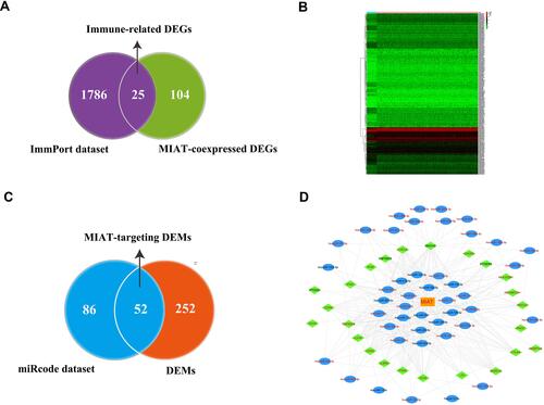 Figure 4 Reconstruction of MIAT-associated ceRNA network. (A) Screening of candidate immune-related DEGs related to MIAT. (B) Heat map showed distinct miRNA expression profiles of cases belong to normal vs tumor groups. (C) Screening of MIAT-targeting miRNAs between DEMs and miRcode dataset. (D) Construction of MIAT-related and immune-related ceRNA regulatory networks. Orange rectangles indicate lncRNA MIAT, blue ellipses indicate DEMs, green diamond indicate IRGs, red fonts indicate upregulation, black fonts indicate downregulated, edges indicate interactions.