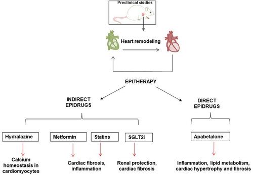 Figure 2 Direct and indirect epigenetic drugs in preclinical models of HF. Cardiac remodeling includes different pathological phenotypes and each type of drug can selectively improve inflammation, cardiac fibrosis and hypertrophy, calcium homeostasis, and lipid metabolism.