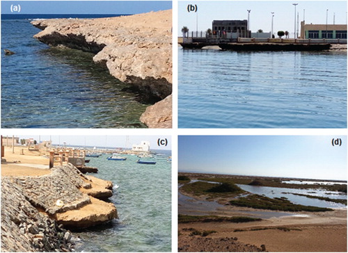 Figure 4. (a) Subsequent sculpting and dissolving processes in limestone groves in the eastern branch of sharm. (b) Corrosion erosion of buildings and roads. (c) The protection measures are being undermined due to the lower sculpture. (d) Sabkha lagging behind the invasion of sharm water for coastal areas.