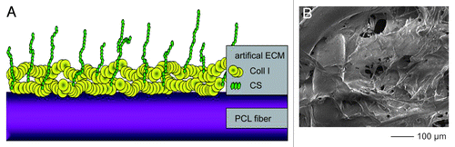 Figure 4. (A) The drawing presents schematically the Coll I and CS surface coating of a PCL scaffold showing immobilized Collagen fibrils on the polymer surface with incorporated CS chains. (B) The SEM micrograph shows the Coll I covering the polymer fiber and partly the pores. The addition of CS had no discernible influence on the resulting surface morphology.