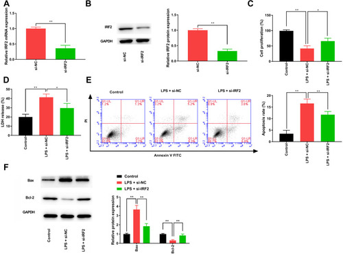 Figure 2 IRF2 knockdown attenuates the LPS-induced injury in HK-2 cells. (A) qRT-PCR was performed to measure the level of IRF2 in LPS-induced HK-2 cells. (B) The protein level of IRF2 was detected in LPS-induced HK-2 cells by Western blotting. (C) CCK-8 assay was used to determine the changes in cell viability. (D) LDH release assay was used to detect cell death. (E) The apoptotic cells were quantified using flow cytometry. (F) Western blotting was used to detect the protein expression levels of Bax and Bcl-2. Data were expressed as mean + SD. *p<0.05, **p<0.01.