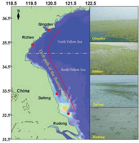 Fig. 1. Sample stations and drift path of the floating Ulva prolifera in the Yellow Sea.