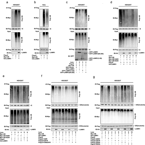 Figure 4. LAMR1 attenuates K48 – and K63-linked E protein polyubiquitination. (a, b) HEK293T cells and HeLa cells were co-transfected with pFlag-E, pMyc-UB, and pHA-LAMR1. Lysates were prepared and used for IP with the indicated antibodies and analyzed by SDS-PAGE. (c) HEK293T cells were transfected with pFlag-E, pMyc-UB and GFP, GFP-LAMR1, GFP-LAMR1 (1–85) and GFP-LAMR1 (86–295). Lysates were prepared and used for IP with the indicated antibodies and analyzed by SDS-PAGE. (d, e) HEK293T cells were co-transfected with pFlag-E, pMyc-UB, pMyc-UB K48O, pMyc-UB K63O, pMyc-UB K48R, Myc-UB K63R and HA-LAMR1. Lysates were prepared and used for IP with indicated antibodies and analyzed by SDS-PAGE. (f, g) HEK293T cells were co-transfected with pFlag-E, pFlag-E K38R, pFlag-E K281R, pFlag-E K38&281R, pFlag-E A280V, pFlag-E G282A, pFlag-E R283A, Myc-UB and HA-LAMR1. Lysates were prepared and used for IP with the indicated antibodies and analyzed by SDS-PAGE