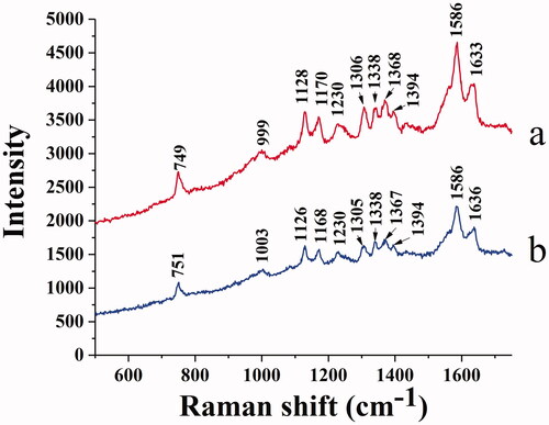 Figure 10. Raman spectrum of BHB (a) and BHB-BBR (b) system.