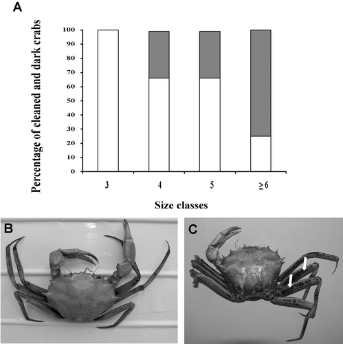 Figure 5. A, Percent of crabs with exoskeleton partly covered with manganese oxide deposits (dark bars) and with clean exoskeleton (white bars) in each size class. B, Example of a clean crab and of one with a manganese oxide cover, especially on the legs (arrows).