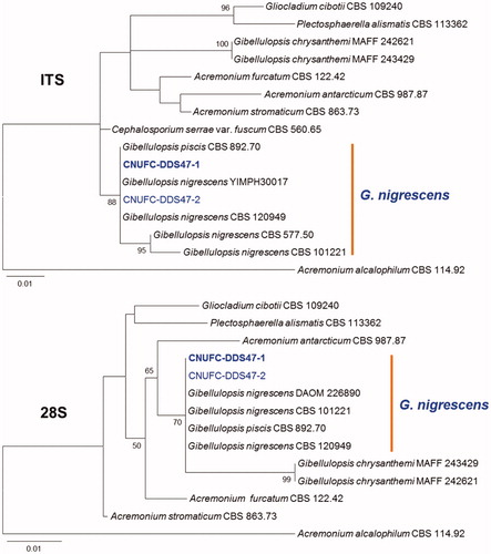 Figure 3. Phylogenetic tree based on ML analysis of internal transcribed rDNA and 28S sequences for Gibellulopsis nigrescens CNUFC-DDS47-1 and G. nigrescens CNUFC-DDS47-2. The sequence of Acremonium alcalophilum was used as an outgroup. Bootstrap support values of ≥50% are indicated at the nodes. The bar indicates the number of substitutions per position.