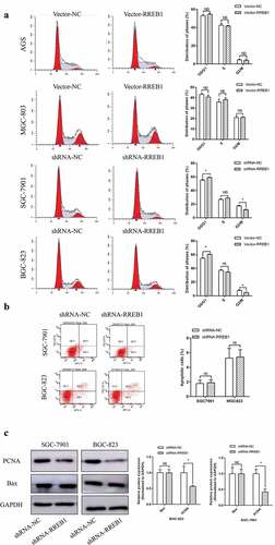 Figure 3. Cell cycle and apoptosis of RREB1 overexpression and knockdown cell lines