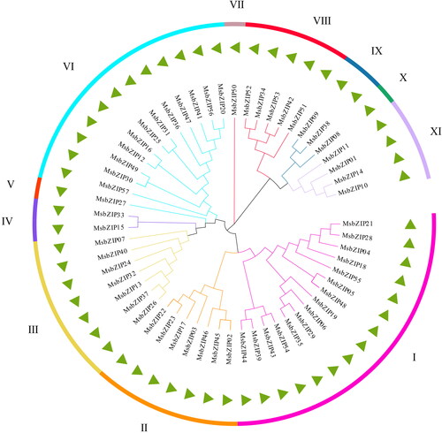 Figure 1. A phylogenetic tree showing the spread of bZIP proteins in Alfalfa. The ML method was used to construct the phylogenetic tree. MsbZIPs proteins were divided into 11 clades (I-XI), as shown by the different colors.