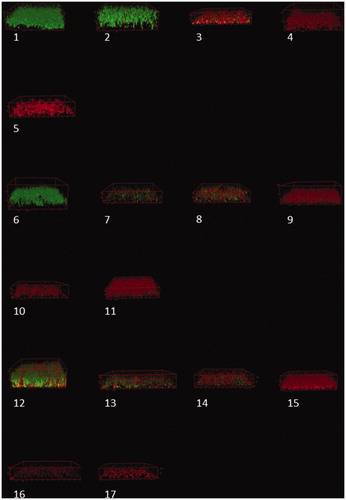 Figure 2. Confocal laser scanning microscopy (CLSM) stacks of Staphylococcus aureus biofilm. 1) Control; pH-adjusted TSB: 2) pH 9.7; 3) pH 10.7; 4) pH 11.7; 5) Granule test; Supernatant test, 2-day exposure: 6) 100 mg/mL; 7) 100 mg/mL with ciprofloxacin; 8) 200 mg/mL; 9) 200 mg/mL with ciprofloxacin; 10) 400 mg/mL; 11) 400 mg/mL with ciprofloxacin; Supernatant test, 14-day exposure: 12) 100 mg/mL; 13) 100 mg/mL with ciprofloxacin; 14) 200 mg/mL; 15) 200 mg/mL with ciprofloxacin; 16) 400 mg/mL; 17) 400 mg/mL with ciprofloxacin. The units are in µm.